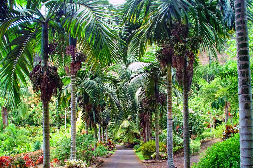 Maui Nui Botanical Gardens