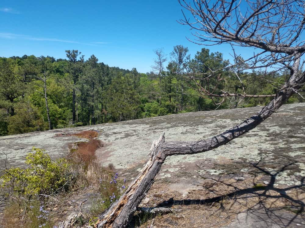 Panola Mountain State Park