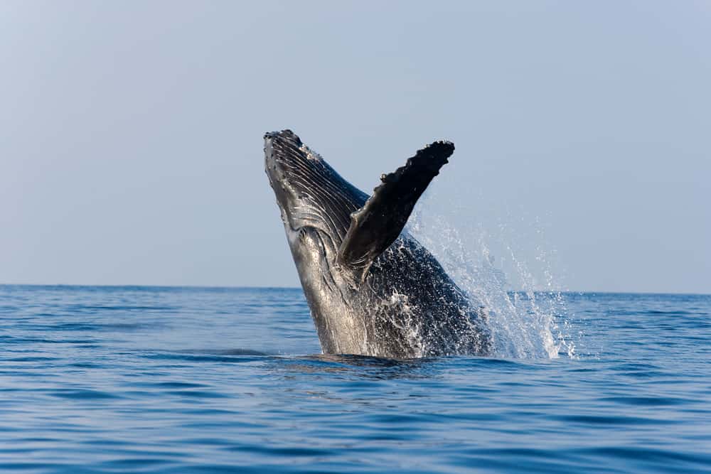 Whale Watching in Kihei
