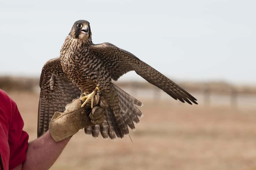 Peregrine Falcon at the World Center for Birds of Prey