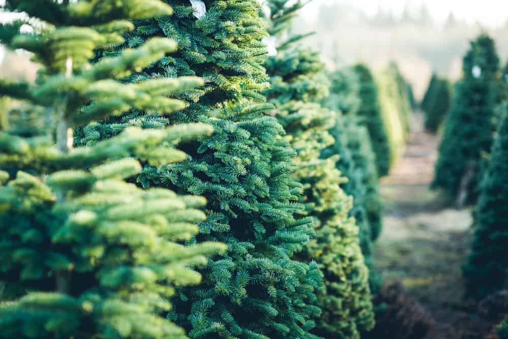 Christmas Tree Farm