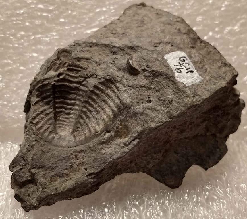 William P Wall Museum of Natural History