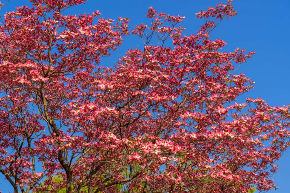 Dogwood Tree