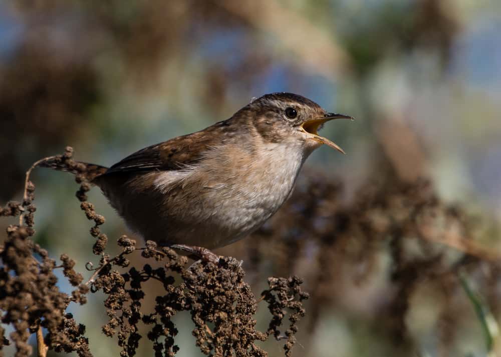 Marsh Wren