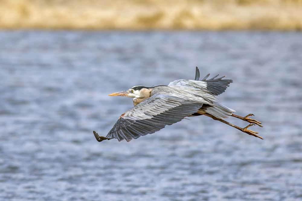 Blue Heron