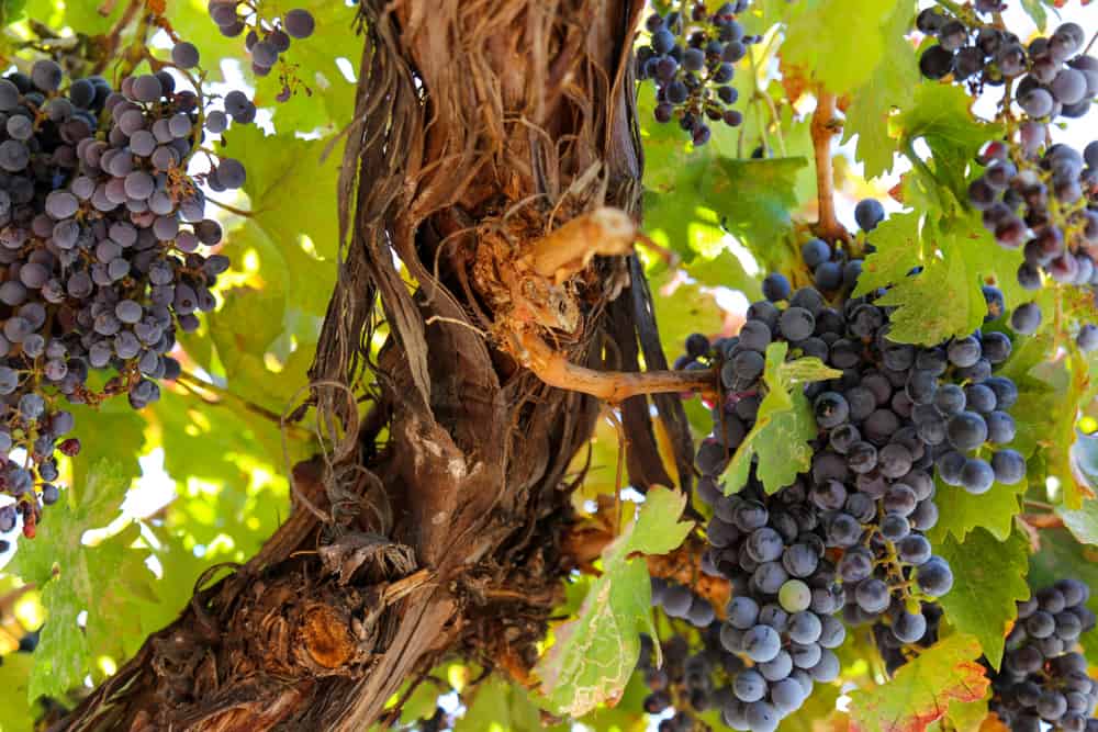 Lewis-Clark Valley Wine Region