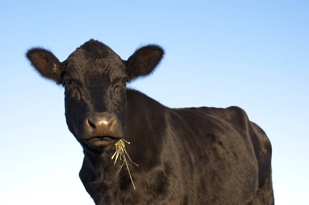 American Aberdeen Angus Cattle