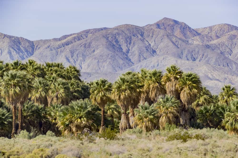 Coachella Valley Preserve