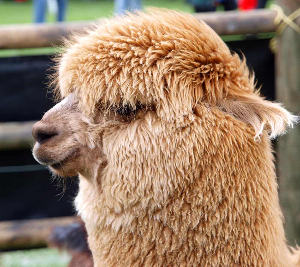Huacaya Alpaca