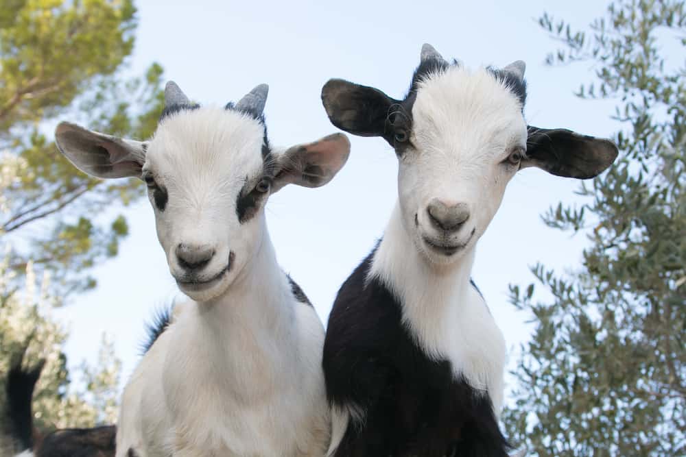 Dwarf Goats