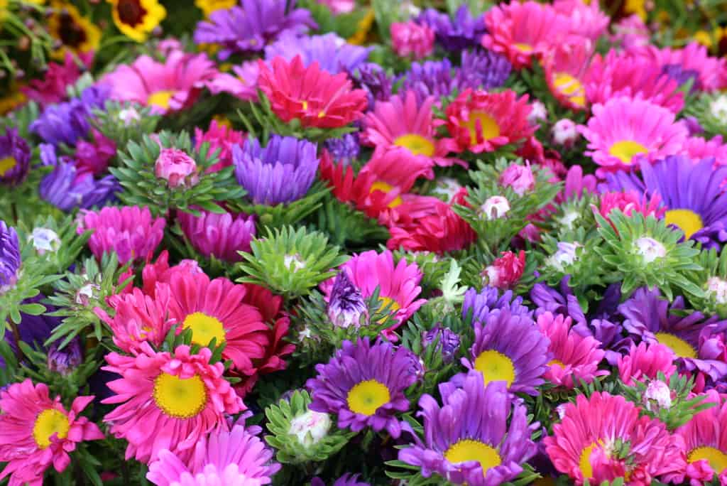 Flowers at the Farmers Market