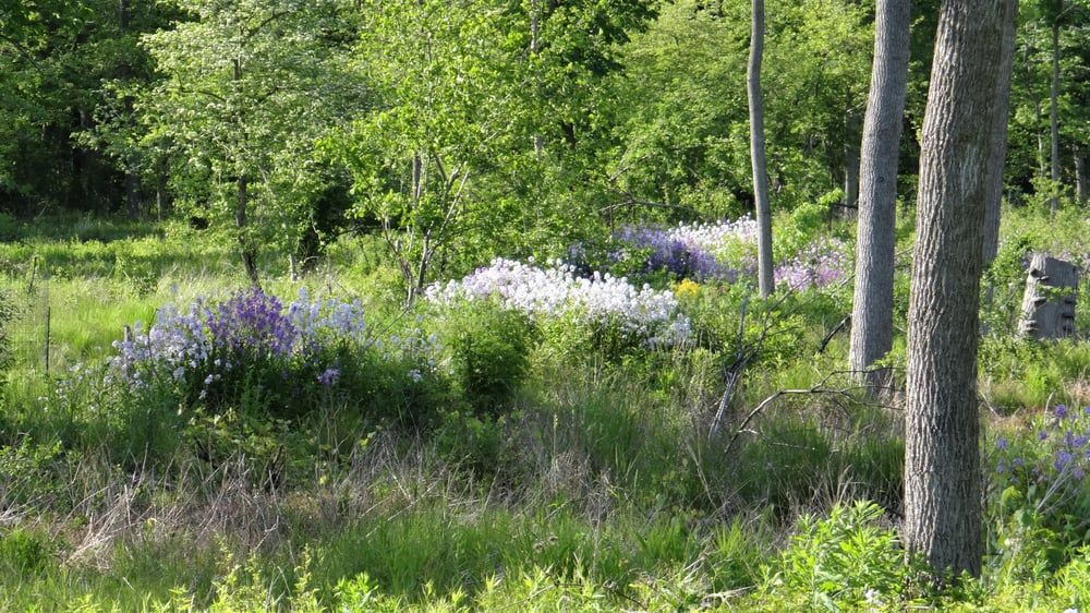 Lyons Woods Forest Preserve