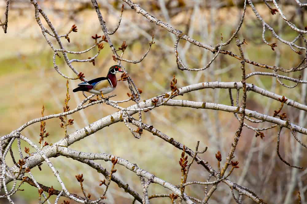 Ontario State Recreation Site