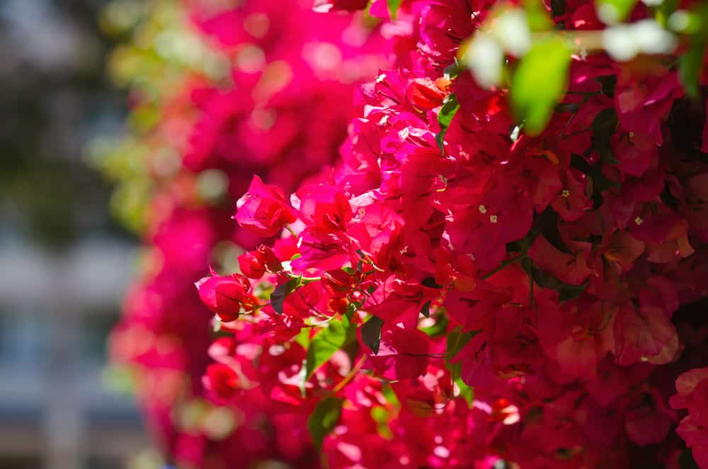 Hortense Miller Garden