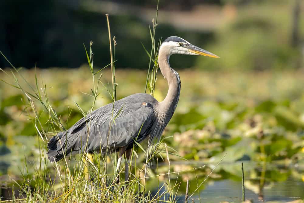Great Blue Heron