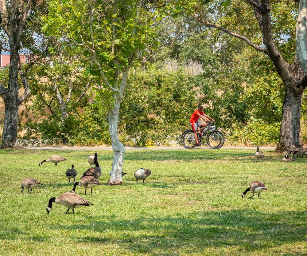 Campbell Park
