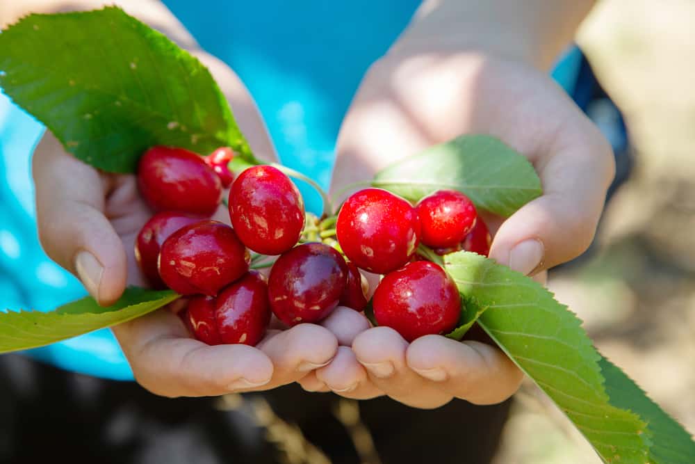 B & R Cherry Orchard