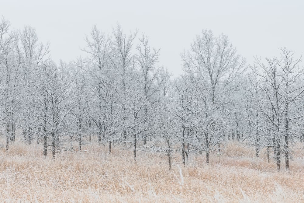 Orland Grassland