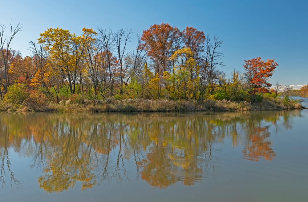 Ned Brown Forest Preserve