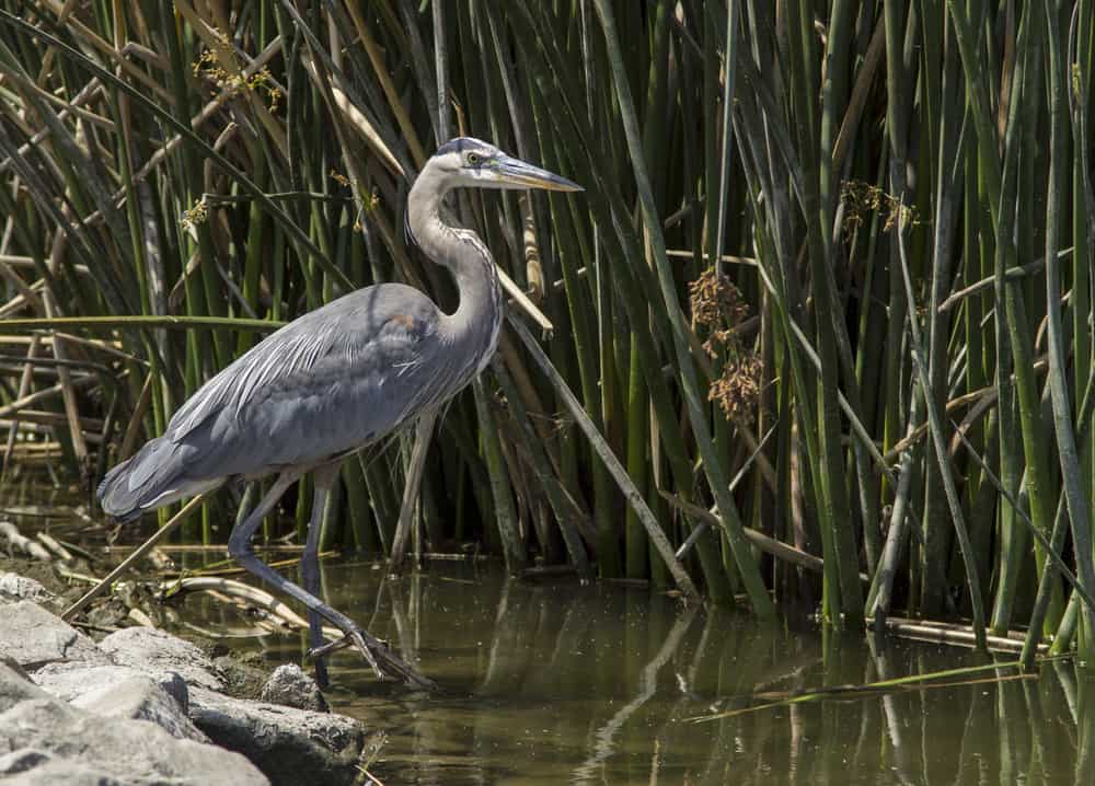 San Joaquin Wildlife Sanctuary