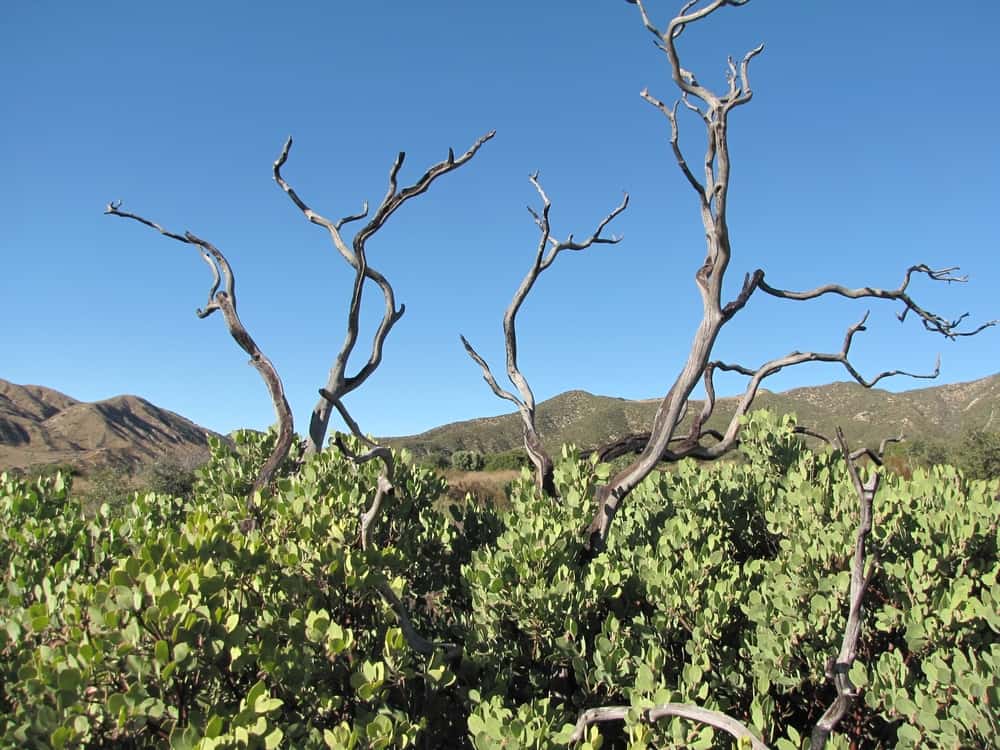 Wildwood Canyon State Park