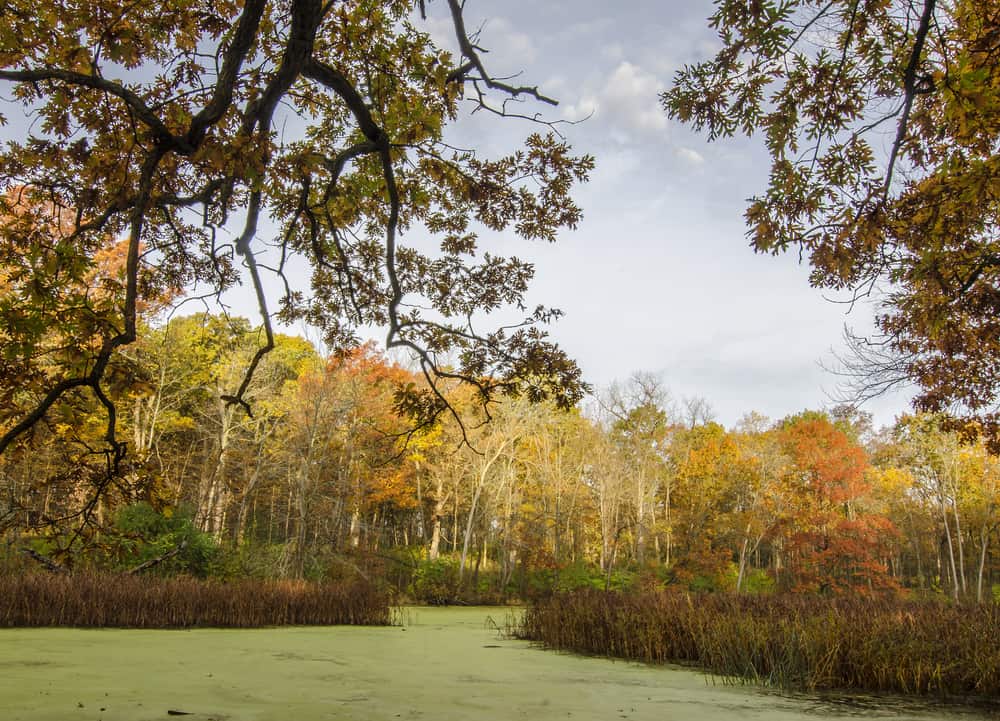 Greene Valley Forest Preserve