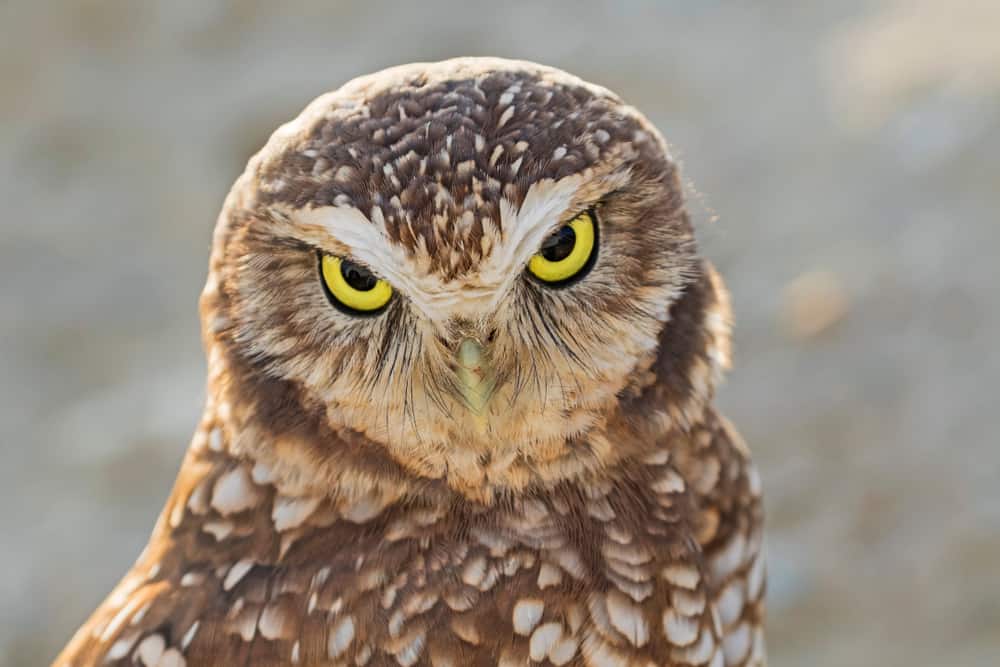 Burrowing Owl