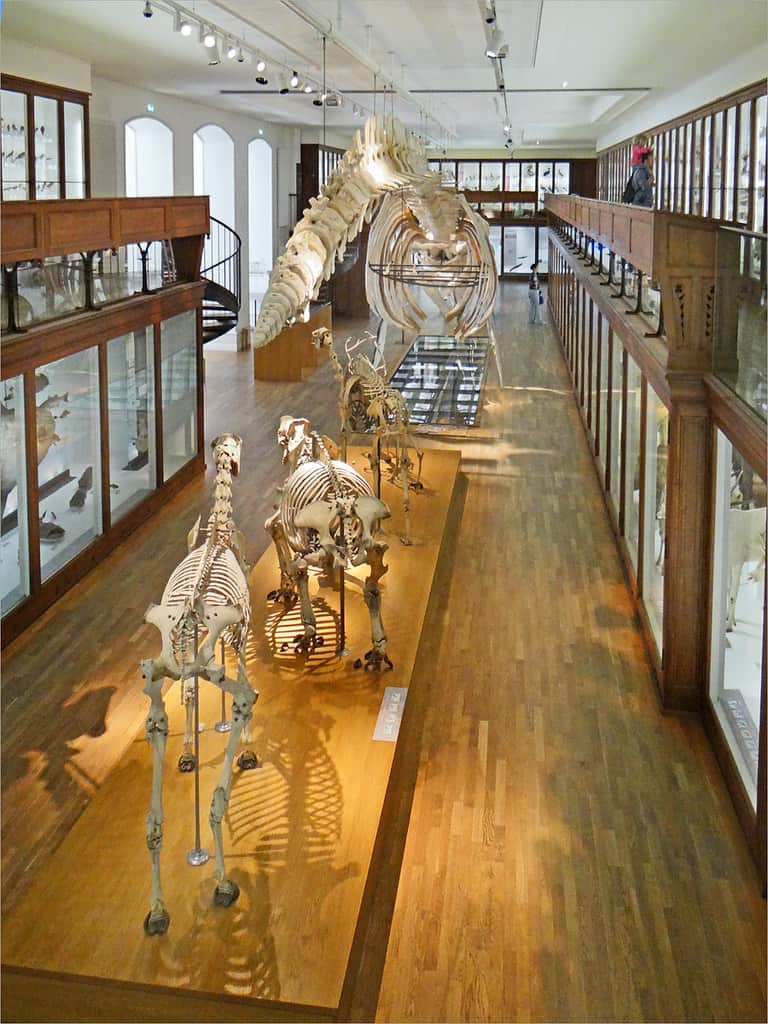 Muséum d'Histoire Naturelle