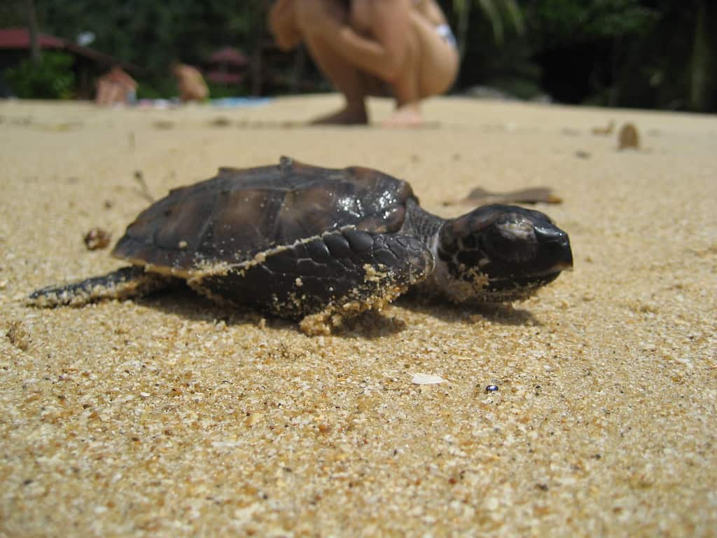 Juara Turtle Hatchery