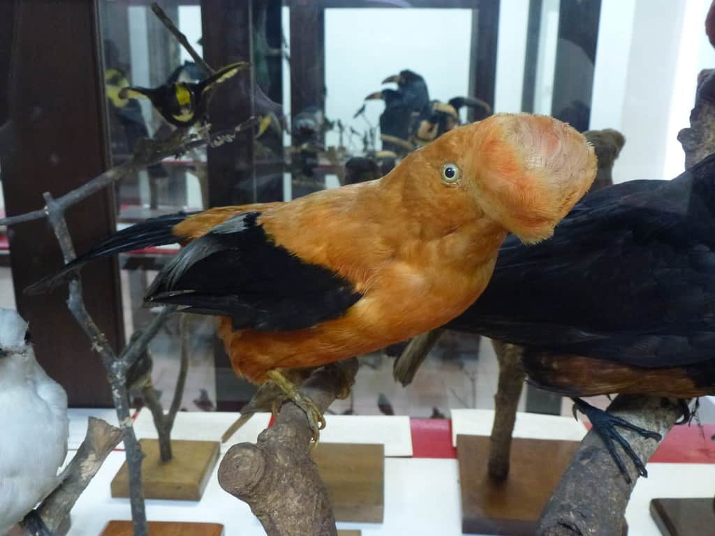 Museo de Historia Natural, Popayan