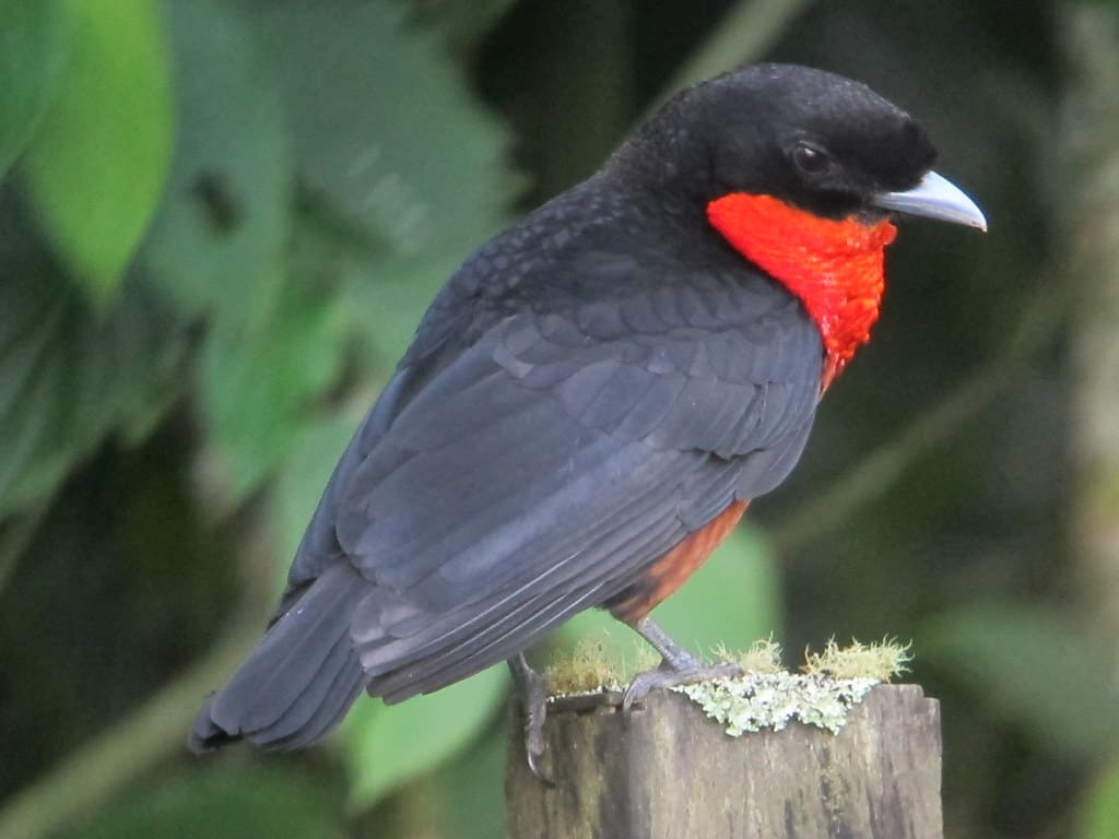 Otun Quimbaya Flora and Fauna Sanctuary