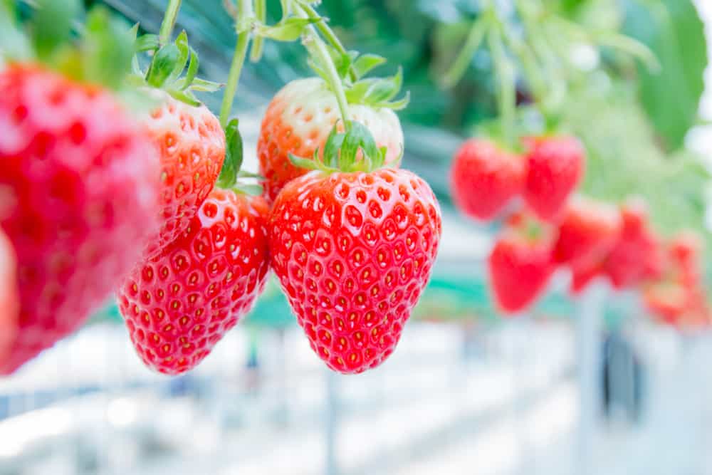 Big Red Strawberry Farm