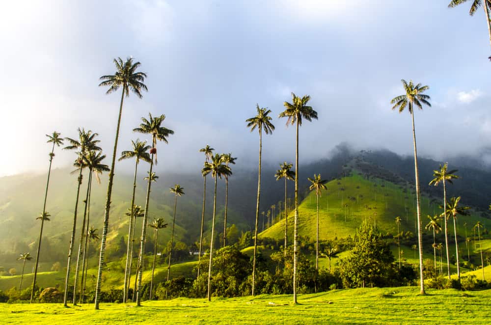 Cocora Valley