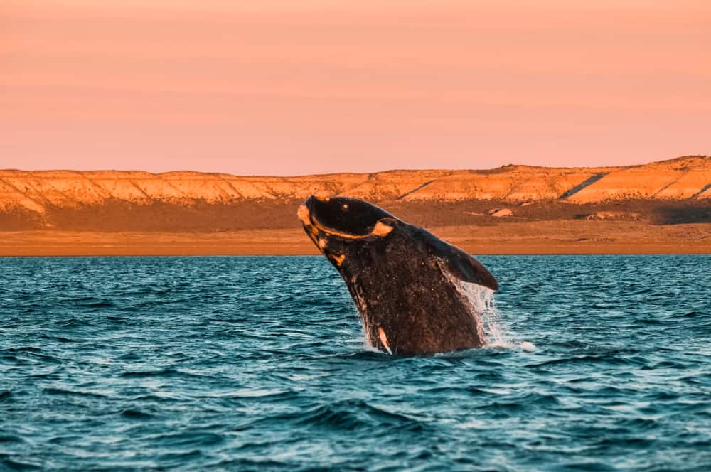 Puerto Madryn