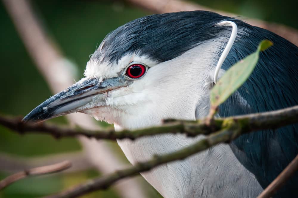 Black-Crowned Night Heron