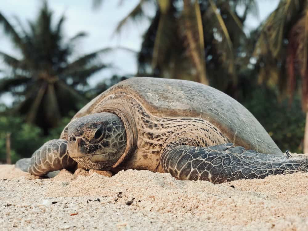 Selingan Turtle Island