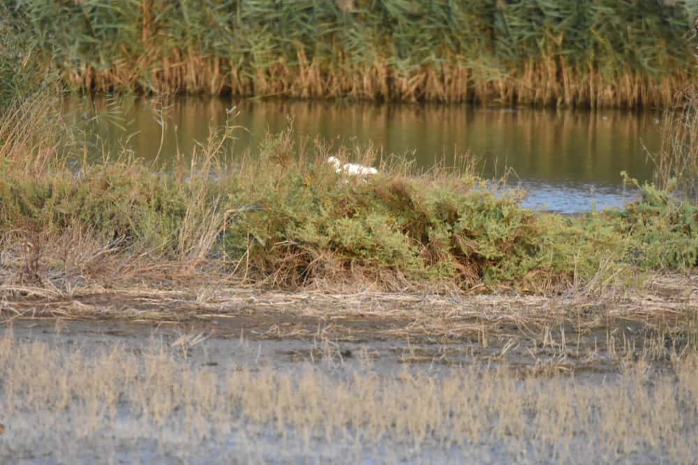 Reserva Natural do Estuário do Tejo