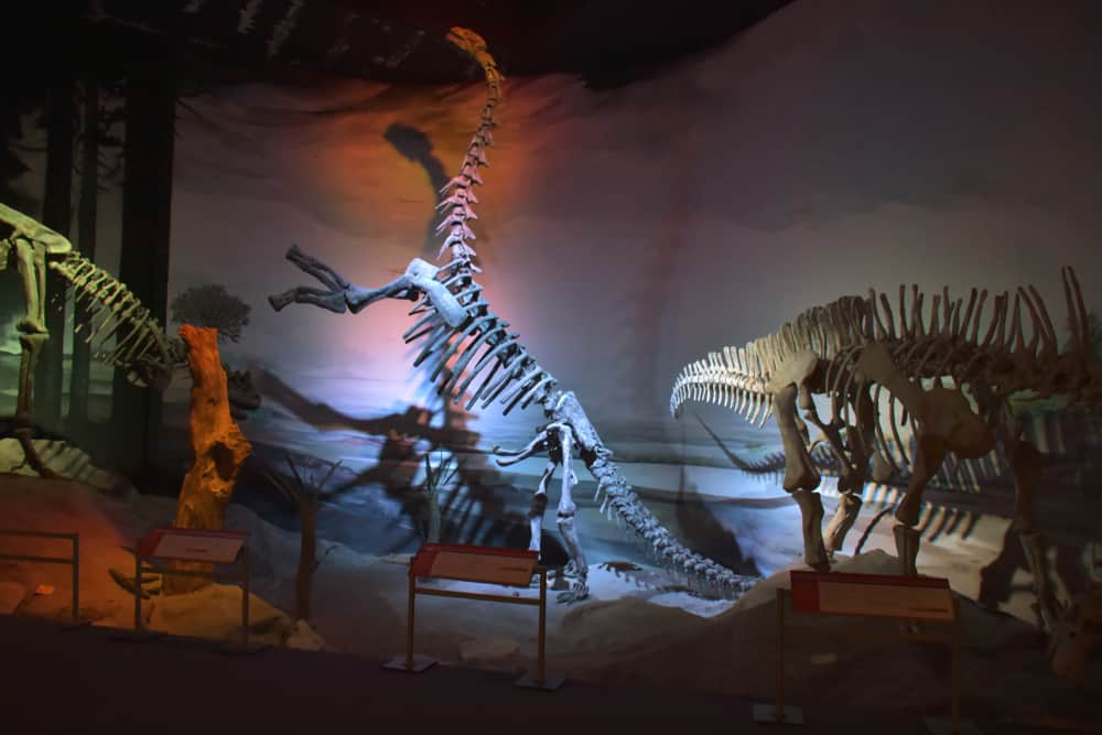 Museo Paleontológico Egidio Feruglio