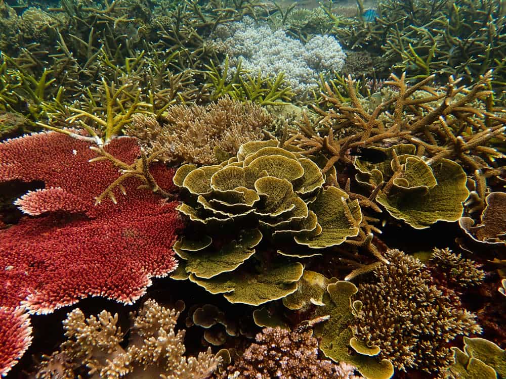 Coral, Tioman Island