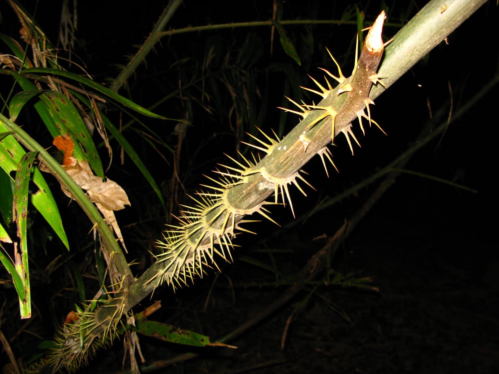 Taman Negara Jungle by Night