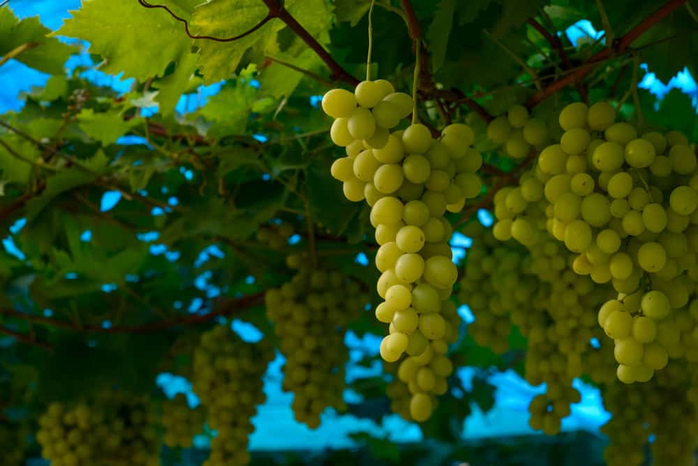 Chenin Blanc