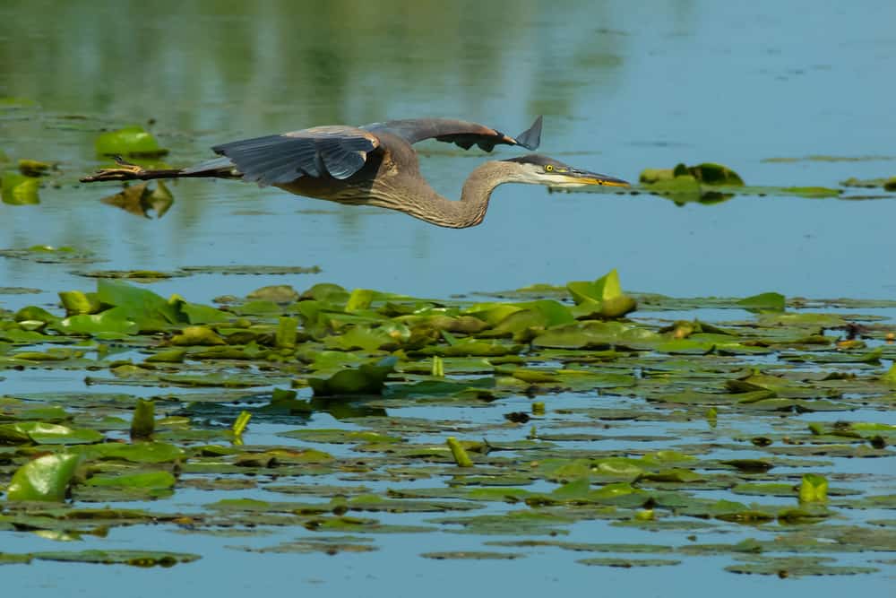 Lynde Shores Conservation Area
