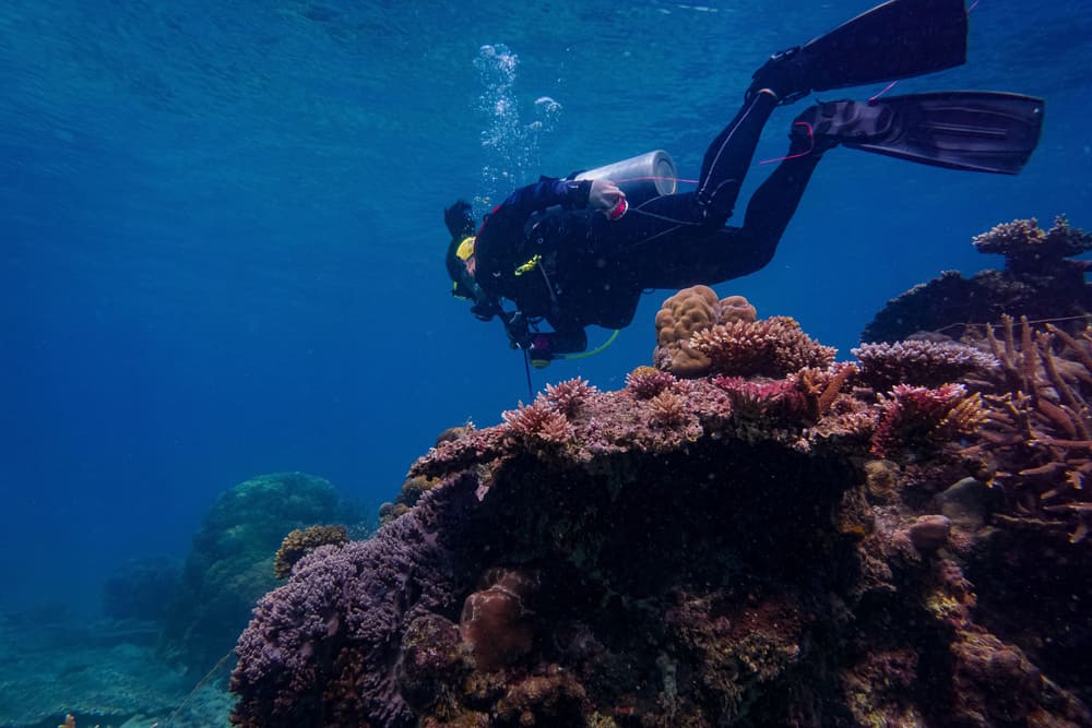 Diving, Tioman Island
