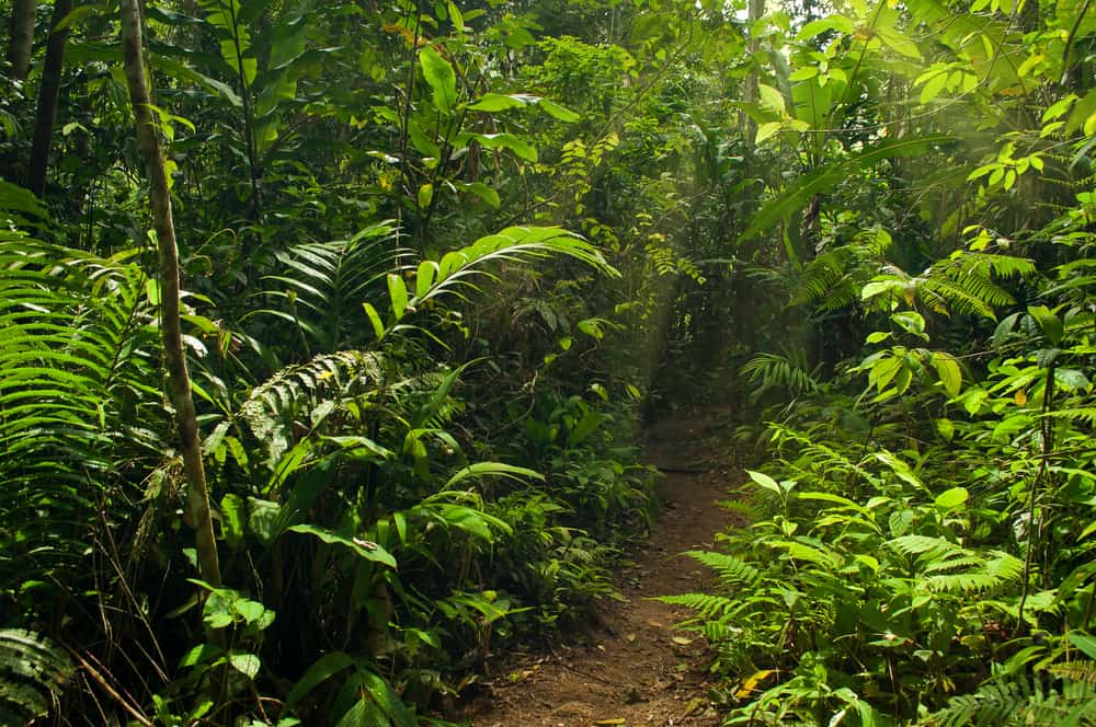 Jungle Trekking, Cameron Highlands