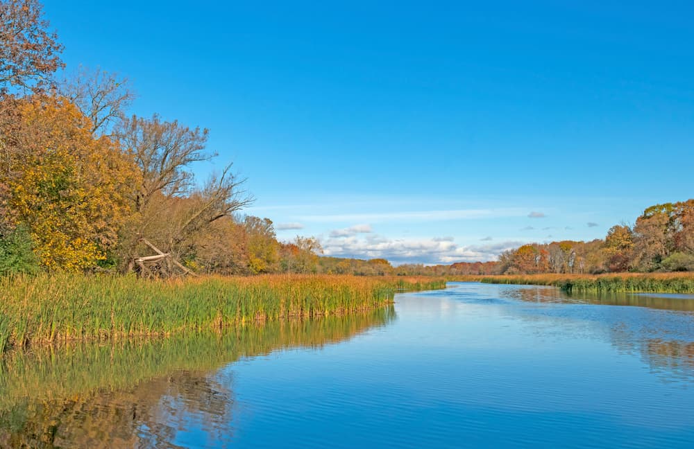Busse Woods (Ned Brown Preserve)