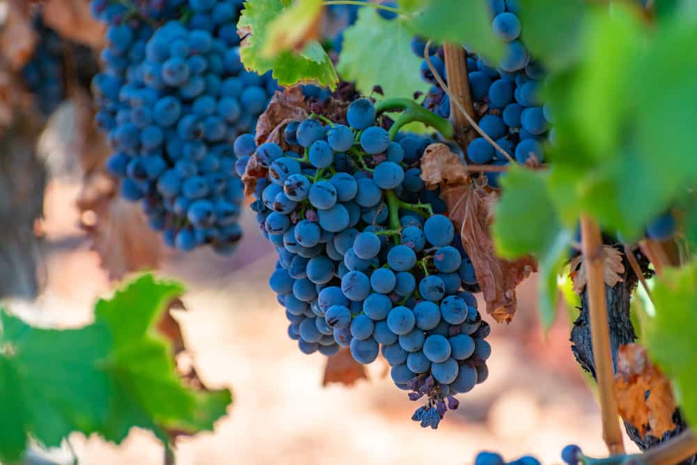 Grenache