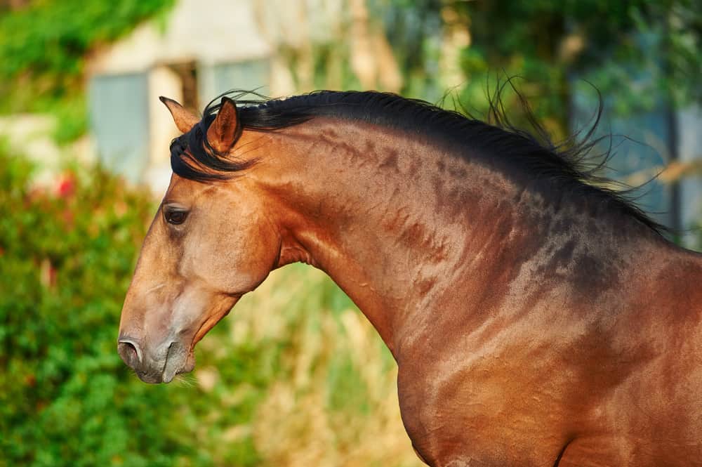 Lusitano Horse
