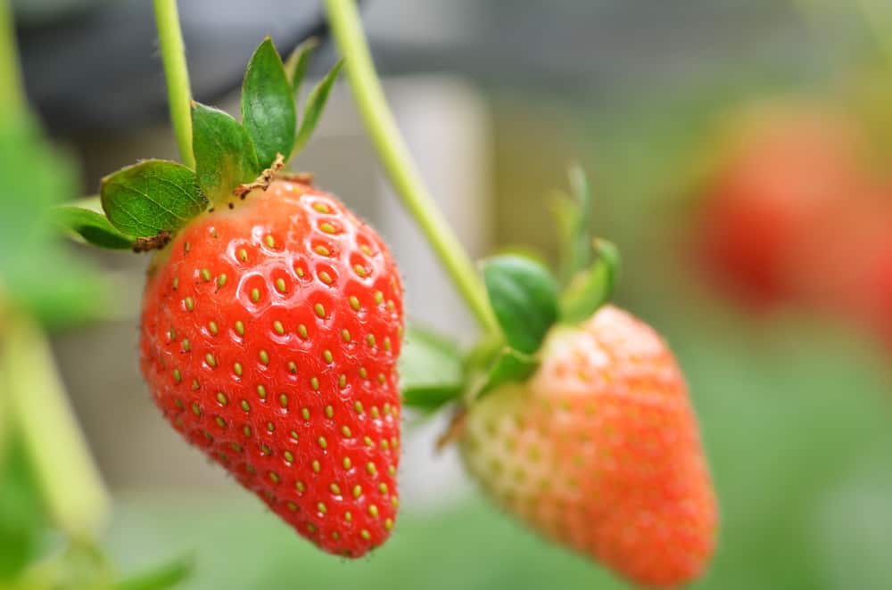 Raaju’s Hill Strawberry Farm