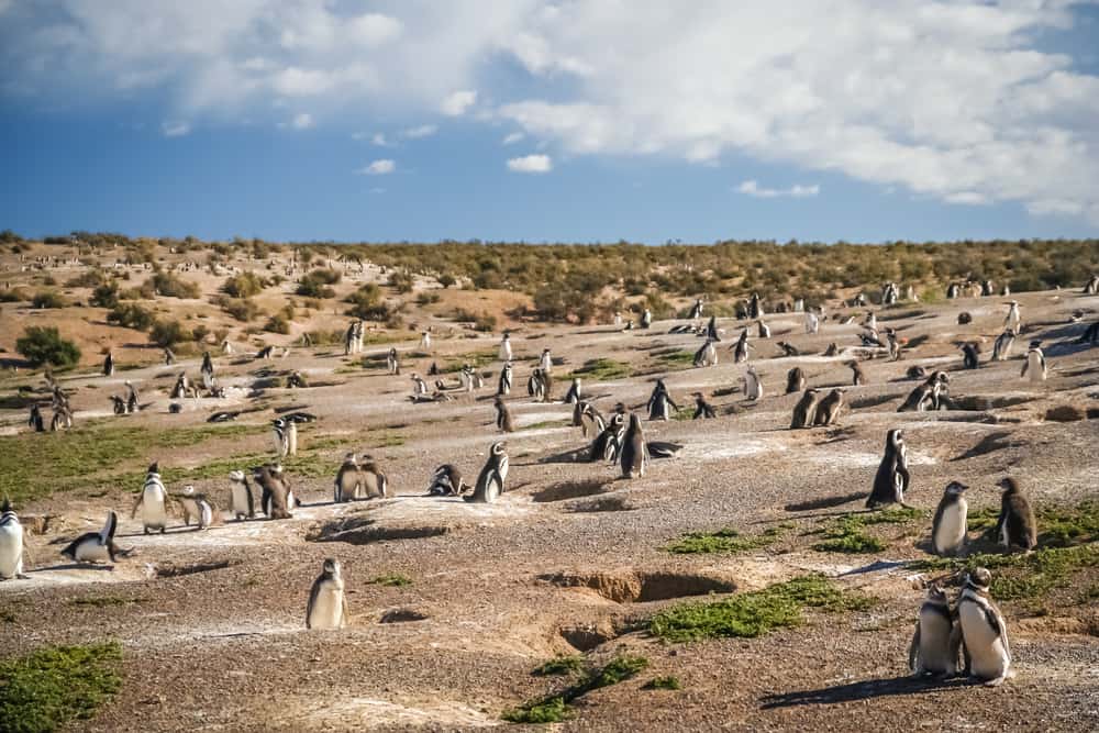 Punta Tombo