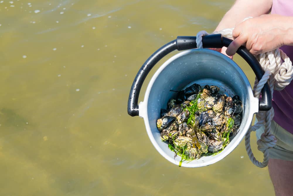 Mussel Picking